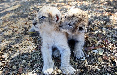 Estos son los primeros leones concebidos por inseminación artificial