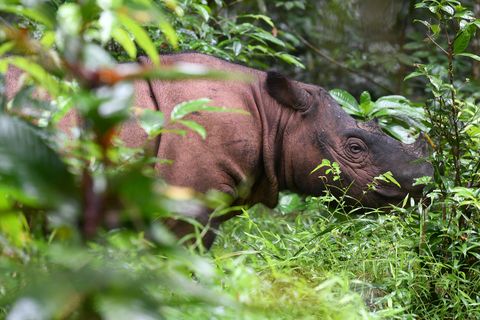Muere el último macho de rinoceronte de Sumatra