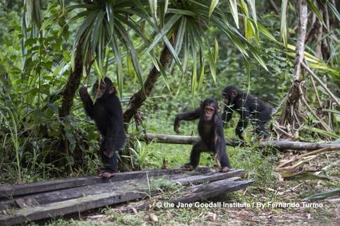 Primeras gracietas del bebé chimpancé que se salvó de una caza furtiva