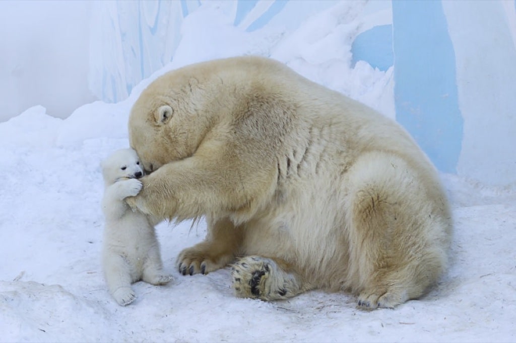 Tiernas fotos de un bebé de oso polar con su madre