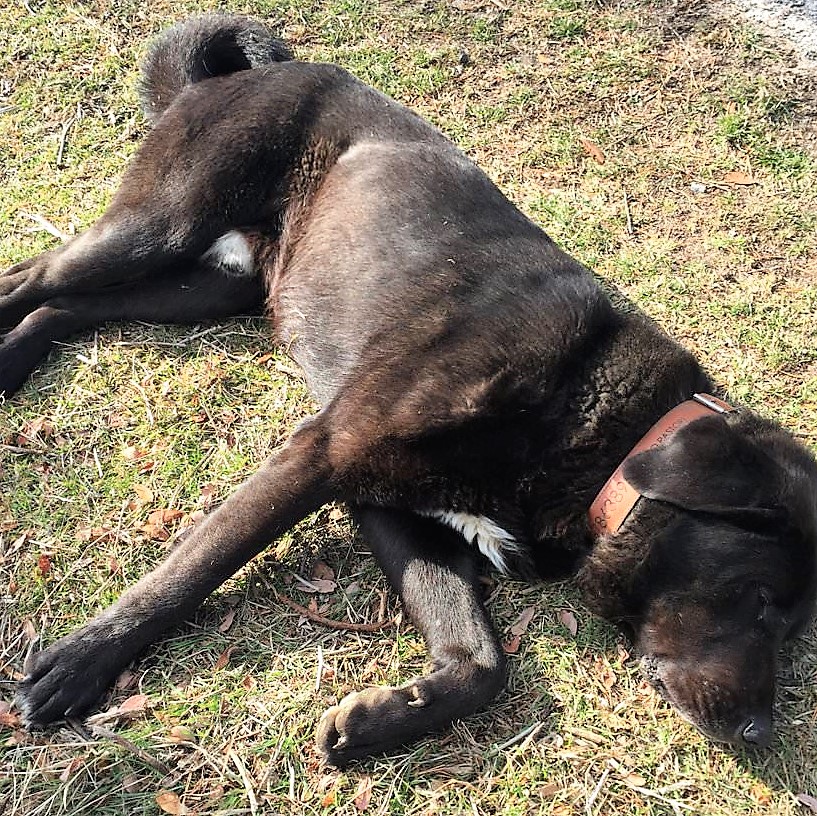 Tizón, el perro artista que se hace el muerto en Navacerrada