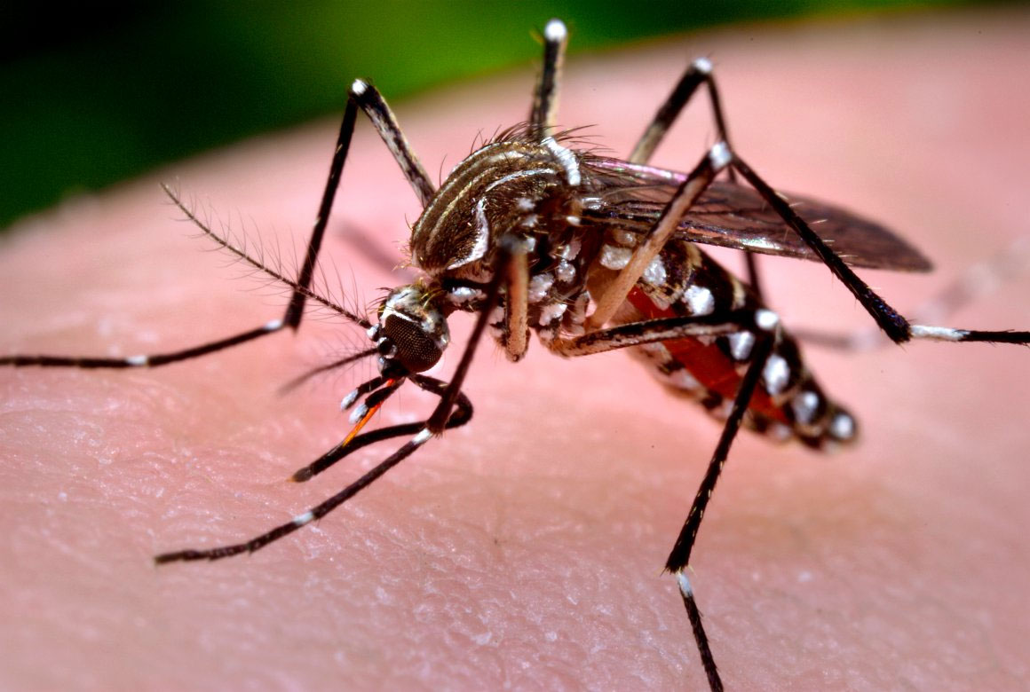 Todo lo que querías saber sobre el virus Zika