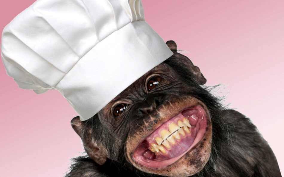 Top Chef chimpancé