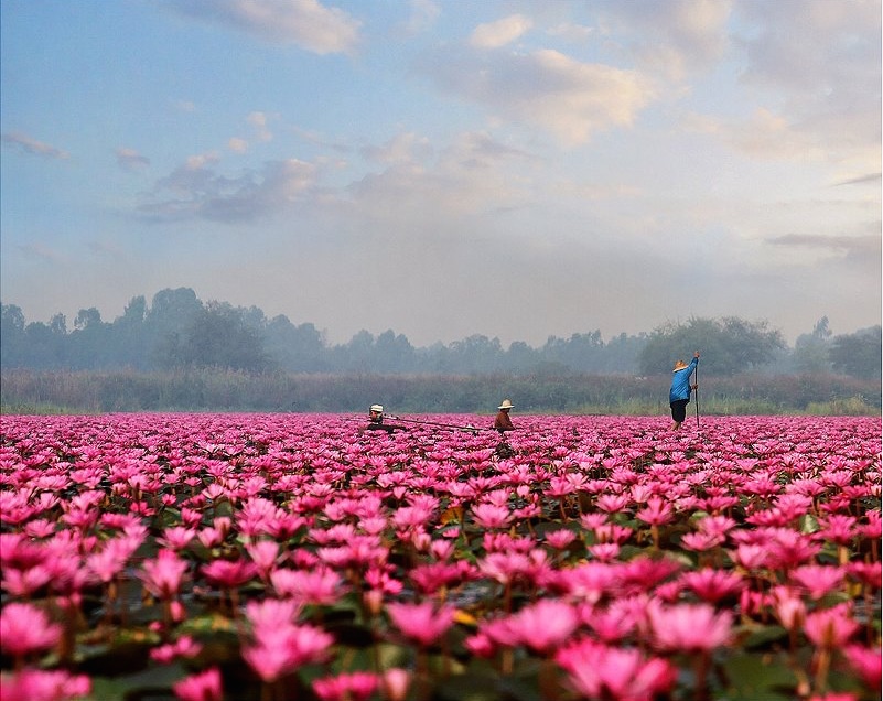 Tras diez años, vuelven a florecer los lotos en Tailandia