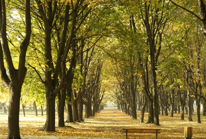 Un 20% más de árboles en las ciudades limpiaría el aire