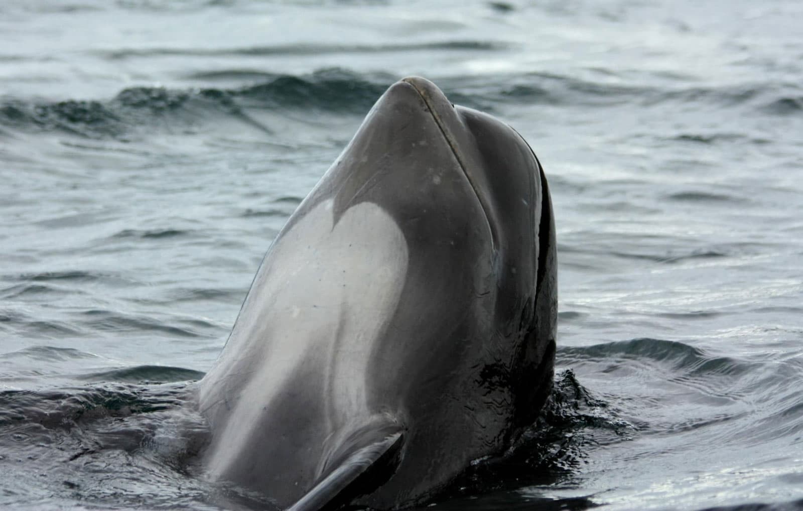 Un algoritmo para identificar los “dialectos” de las ballenas