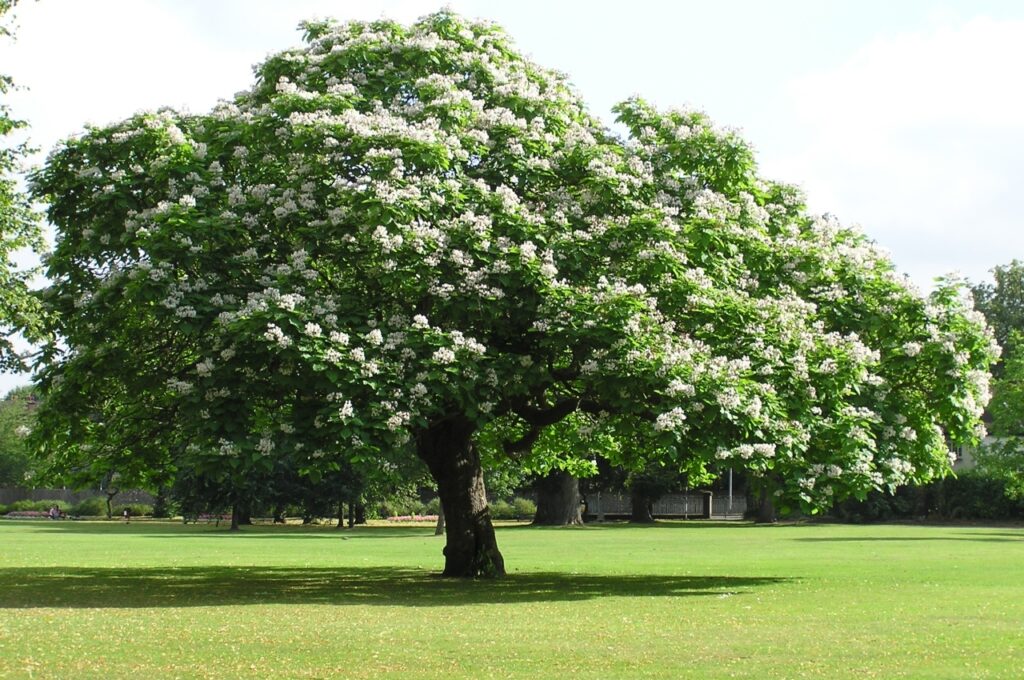 ¿Un árbol perenne pierde la hoja? 1 un arbol perenne pierde la hoja ¿Un árbol perenne pierde la hoja?