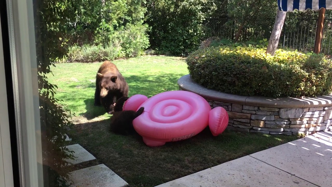 Un bebé oso planta cara a la moda del flotador del flamenco rosa