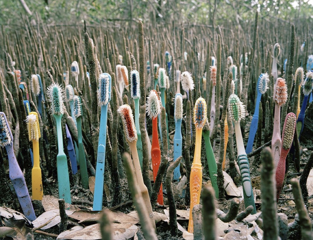Un bosque de cepillos de dientes