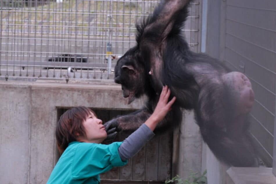 ¿Un chimpancé con síndrome de Down?