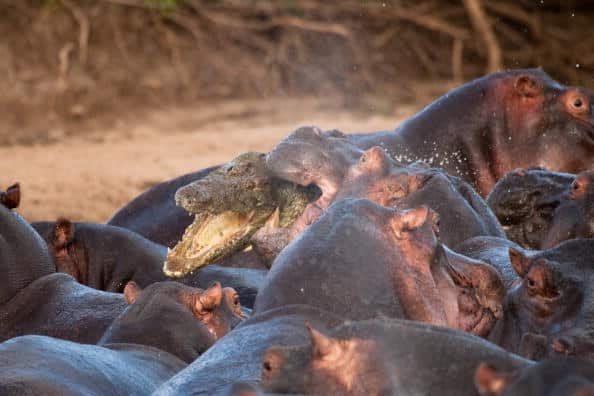 Un cocodrilo aniquilado por una manada de hipopótamos