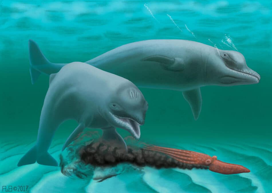 Un delfín desdentado, enano y con poco morro