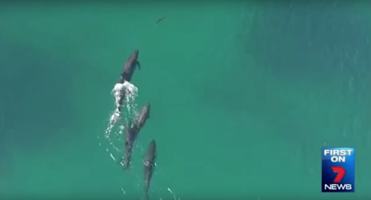 Un dron capta cómo dos ballenas atacan a un tiburón
