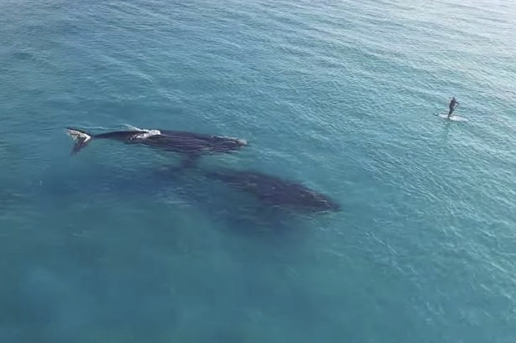 Un drone graba a dos ballenas acercándose a un surfista