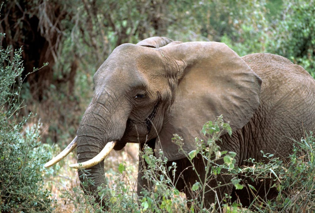 Un elefante africano, dos especies