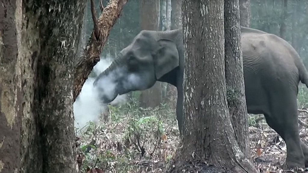 ¿Un elefante que fuma? ¿Qué está haciendo realmente este animal?
