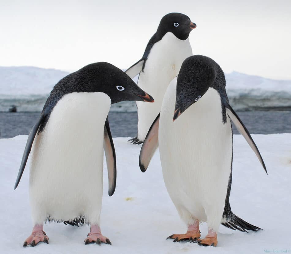 Un iceberg provoca la muerte de más de 150.000 pingüinos