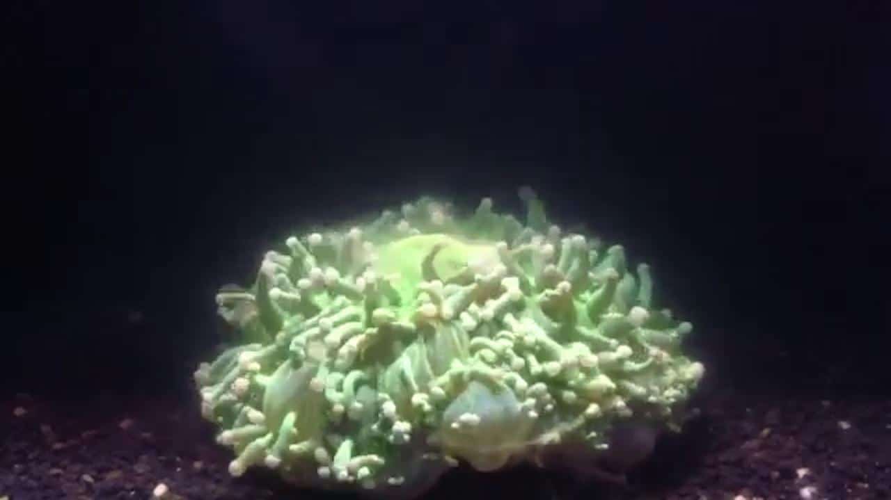 Un inquietante vídeo muestra cómo agonizan nuestros arrecifes de coral