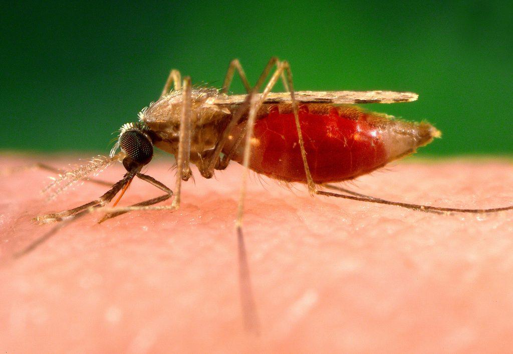 Un juego para diagnosticar la malaria