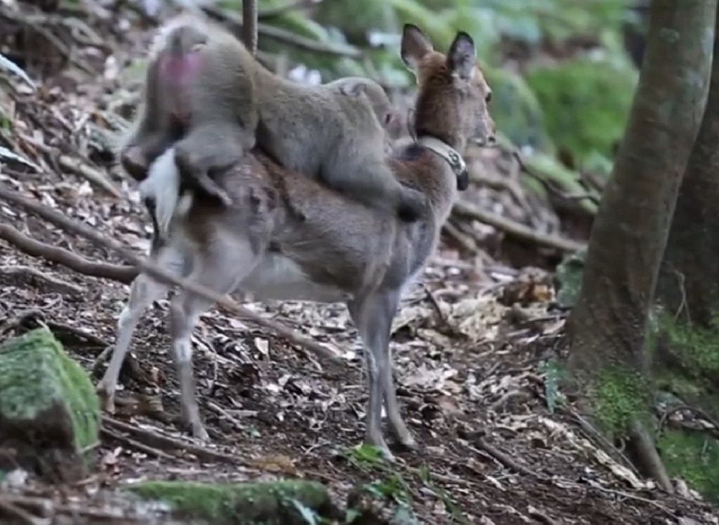 Un mono japonés intenta copular con un ciervo