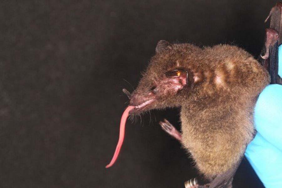 Un murciélago con una lengua monstruosa