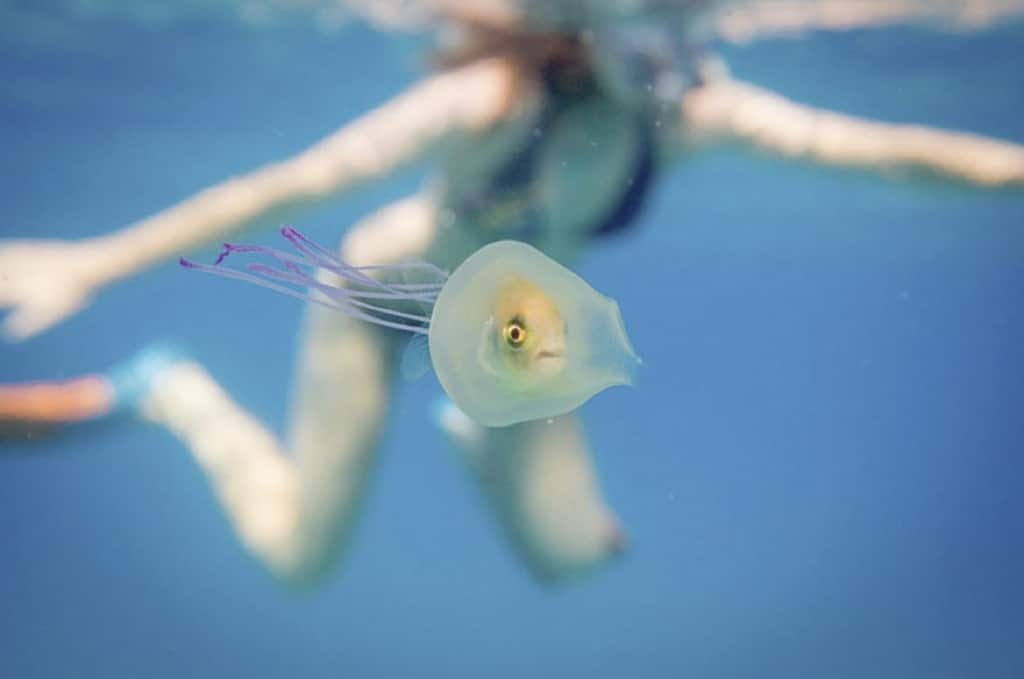 Un pez atrapado en una medusa