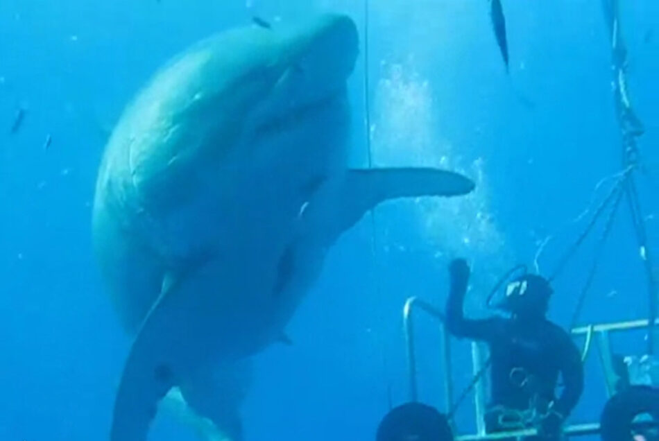 Un turista ‘choca la aleta’ con un enorme tiburón de seis metros