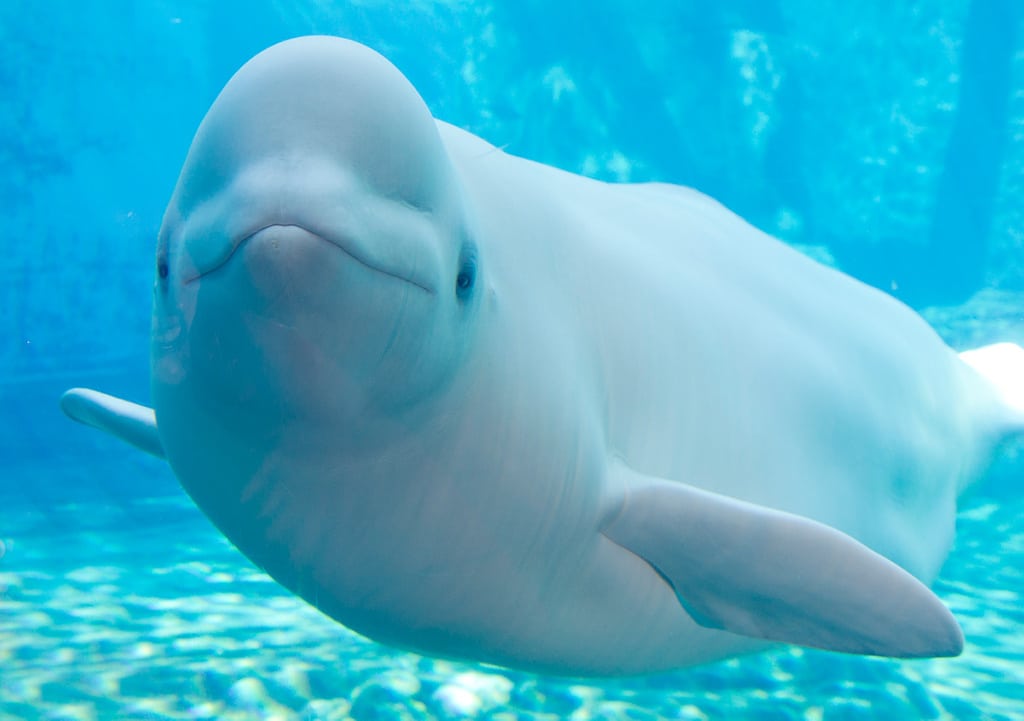 Una beluga parece haber aprendido a expresarse como los delfines
