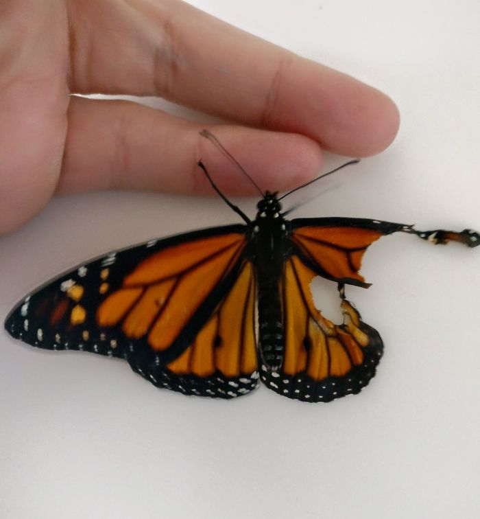 Una diseñadora de moda realiza la cirugía más ‘cool’ a esta mariposa para que pueda volar