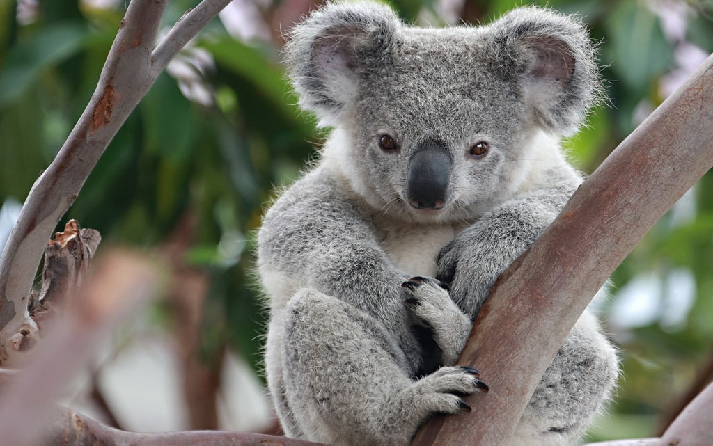 Una enfermedad de transmisión sexual está exterminando a los koalas