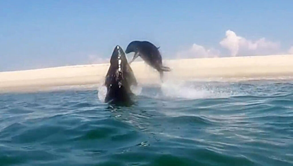 Una foca deja con un palmo de narices a un tiburón blanco 1 una foca deja con un palmo de narices a un tiburon blanco Una foca deja con un palmo de narices a un tiburón blanco