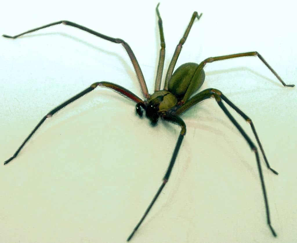 Una mujer perdió una pierna por culpa de la mordedura de esta araña. ¿Por qué es tan peligrosa?