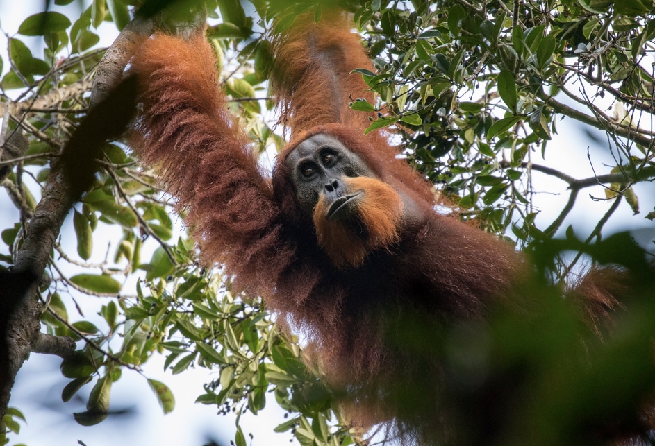 Una nueva especie de orangután