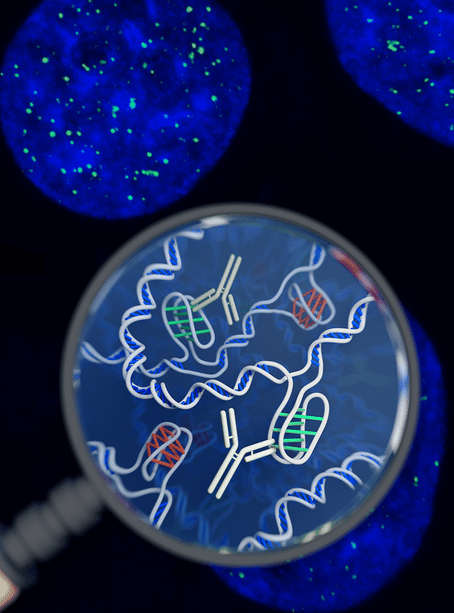Una nueva forma de ADN en nuestras células