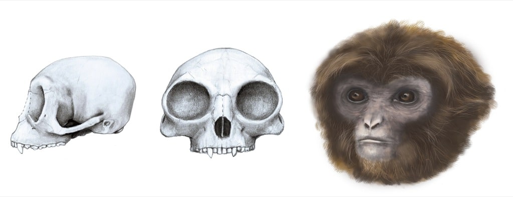 Una primate catalana reescribe nuestra evolución
