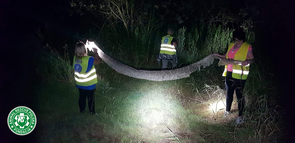 Una serpiente pitón de seis metros siembra el pánico en Polonia