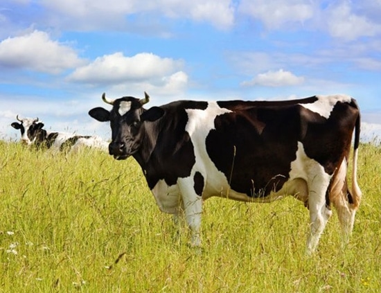 Una vaca contamina más que un auto