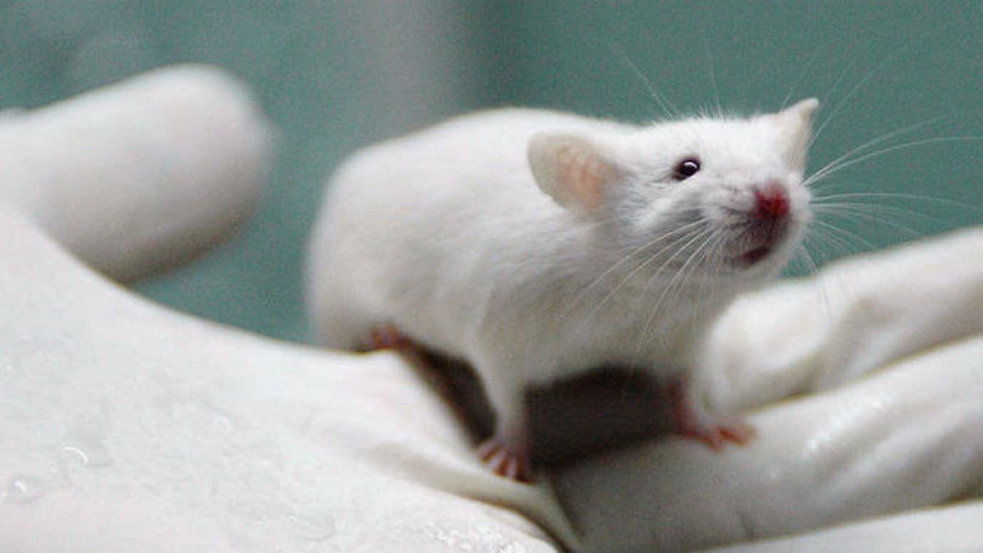 Unas ratas activan un iPad gracias a un patrón mental