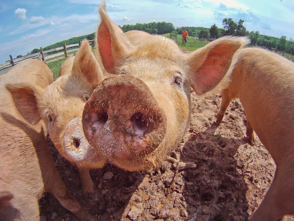 Usan edición genética para eliminar virus en cerdos vivos