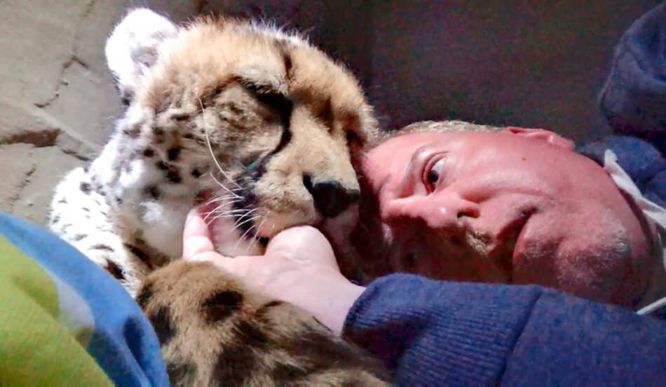 ¿Usarías a un guepardo como almohada?