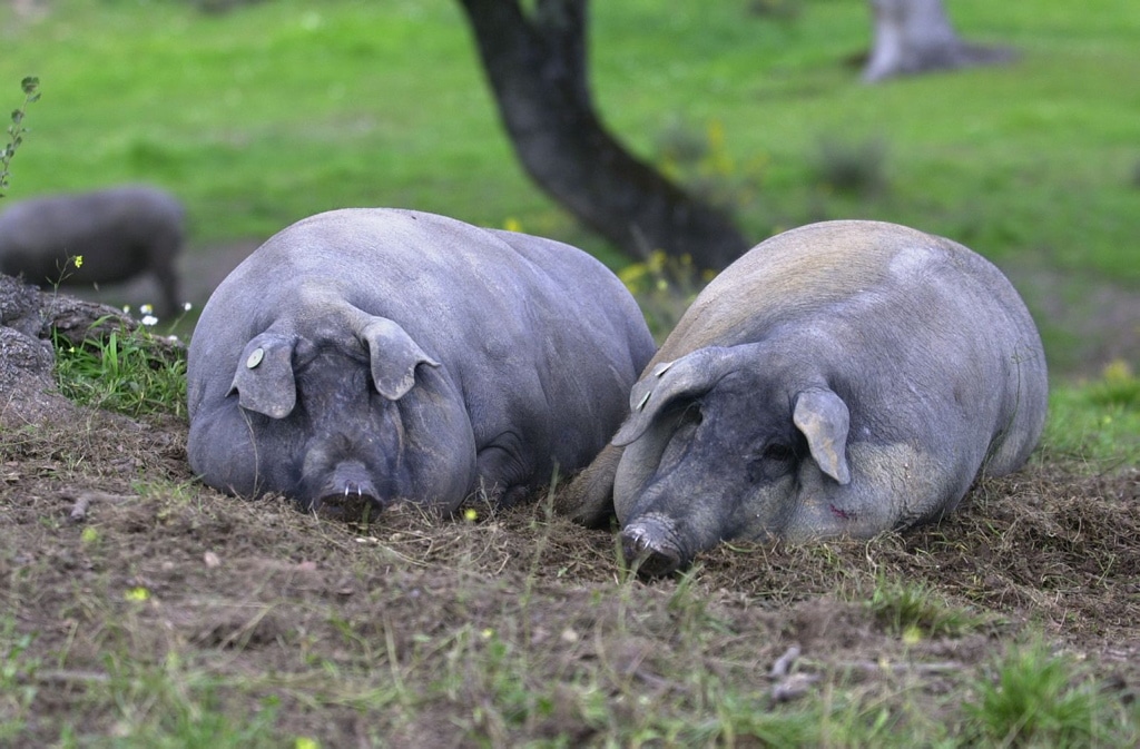 Van a prohibir castrar al cerdo ibérico. ¿Perderá su sabor?