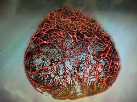 Desarrollan vasos sanguíneos perfectos en una placa de Petri