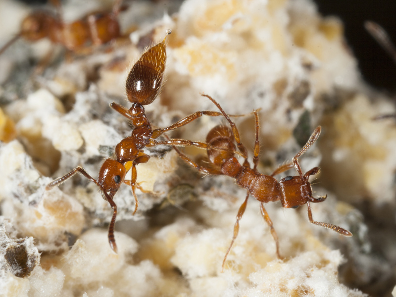 Vídeo de hormigas okupa que protegen a sus víctimas