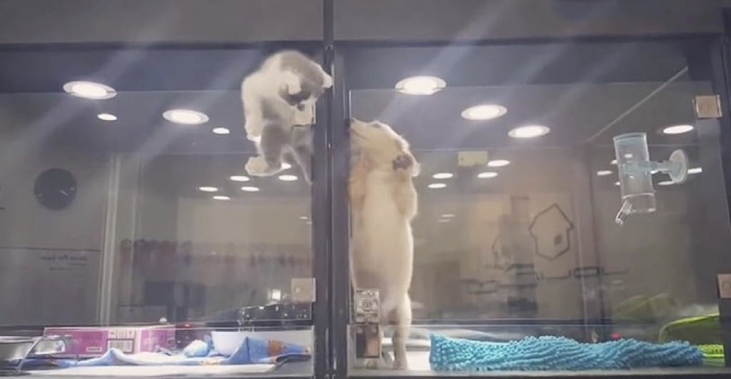Vídeo de la espectacular fuga de un gato