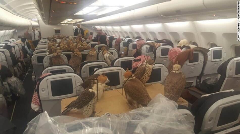 ¿Volarías en un avión lleno de halcones?