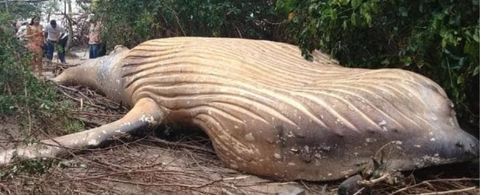 ¿Cómo llegó esta ballena muerta a la selva amazónica?