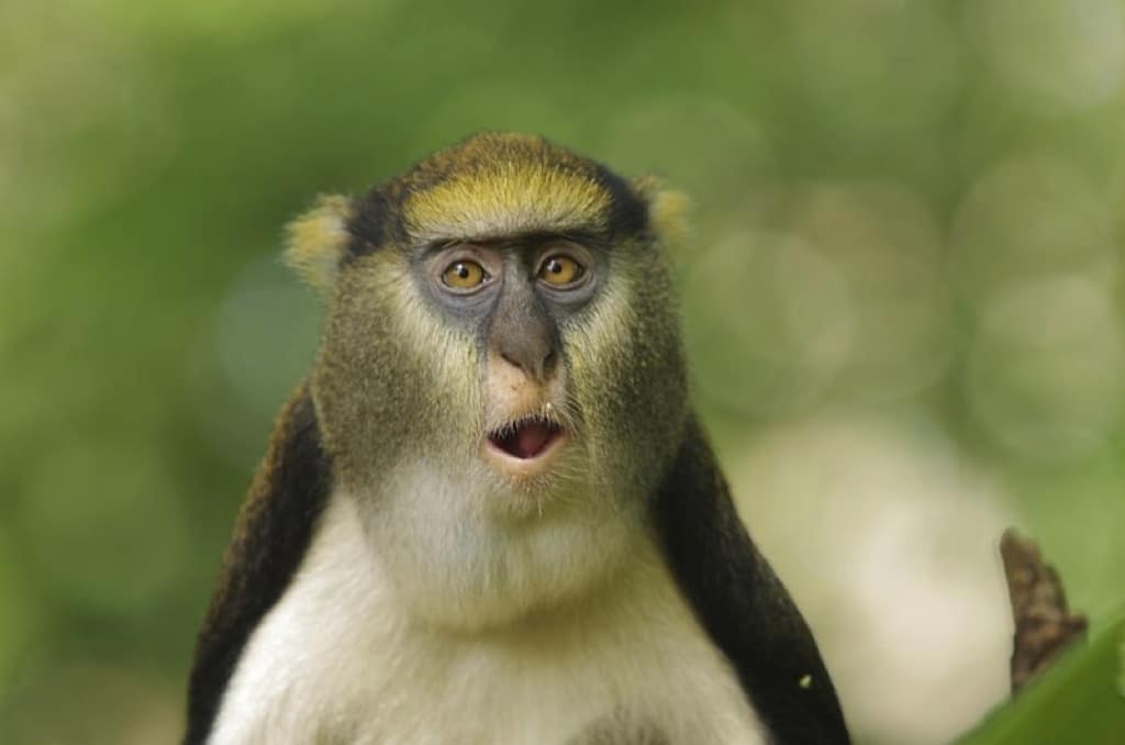 Ya puedes aprender a hablar el lenguaje de los monos