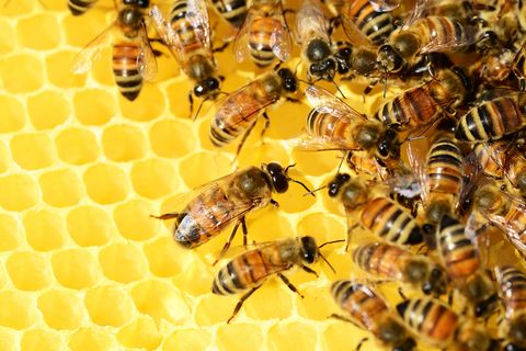 ¿Es posible hacer miel sin abejas?