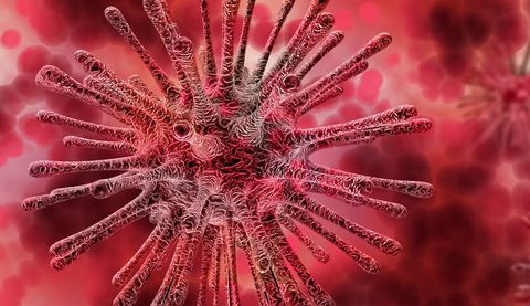 El sarampión borra la memoria del sistema inmunitario