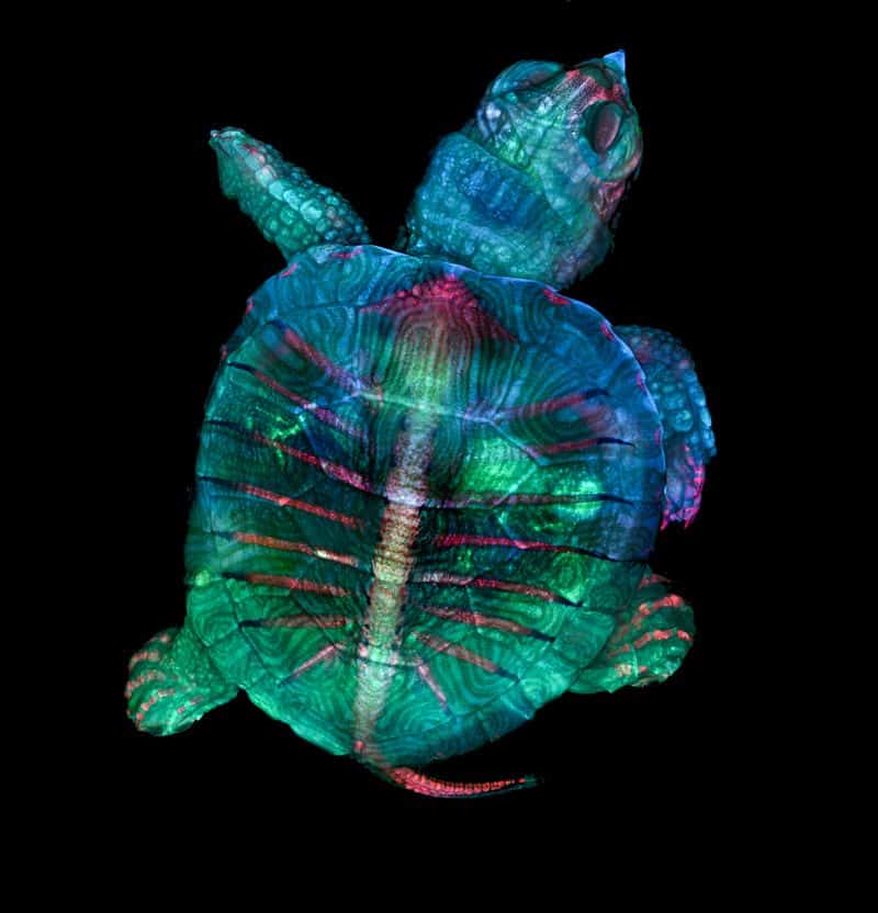 embrión de tortuga